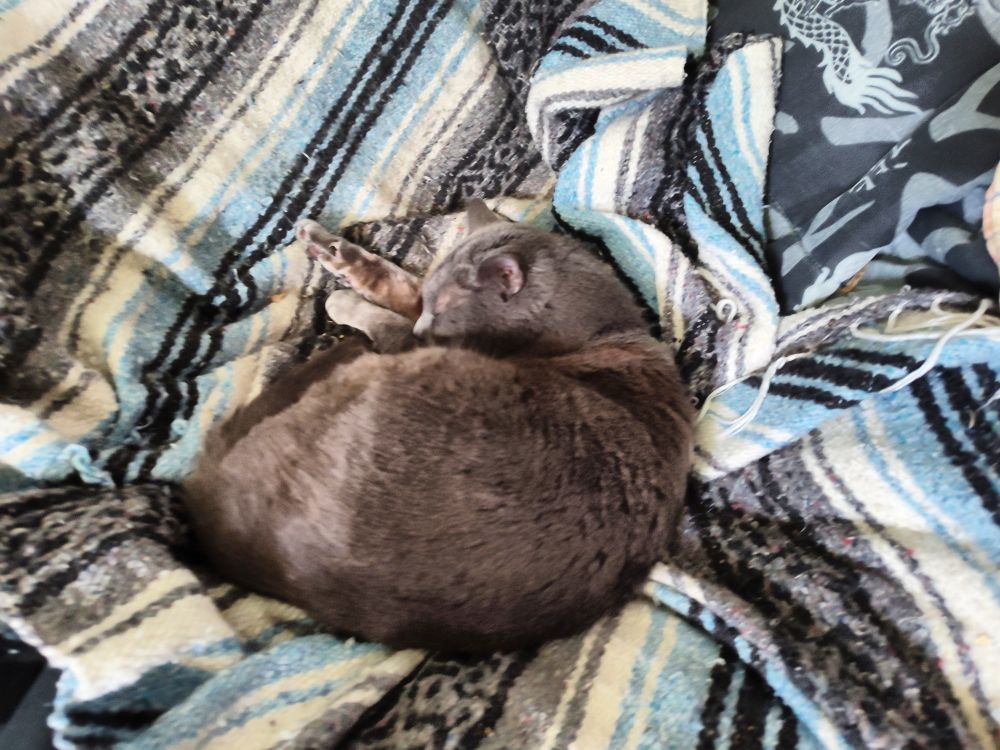 A gray cat sleeping on a Mexican-style blanket. His name is Mercury and he is a sweetheart.