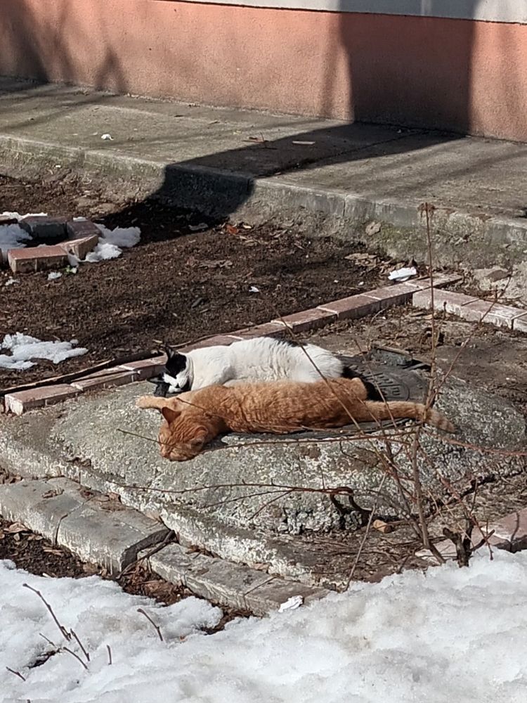 One orange cat and one white and black cat lying side by side in the sun by -1°C