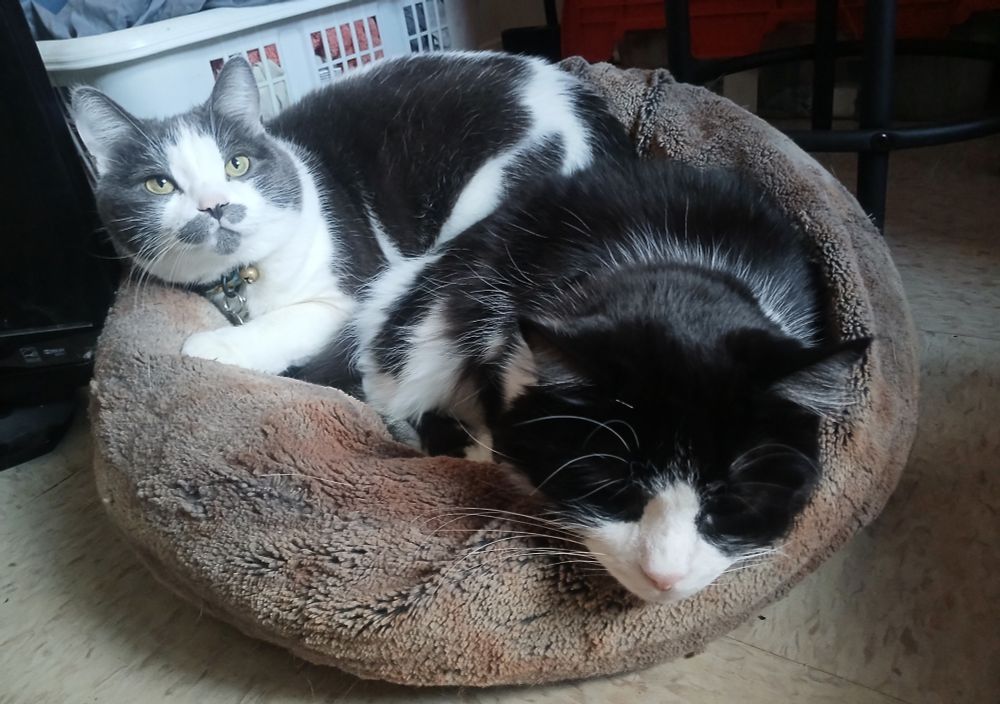 A photo of two cats sharing a cat bed together. The cat in the back is grey and white, with grey mustache-like markings on her muzzle and chin. Her eyes are open as she looks over the camera to the human taking the picture. The cat in the front is black and white and is laying with her eyes closed. They are both fluffy and cute.