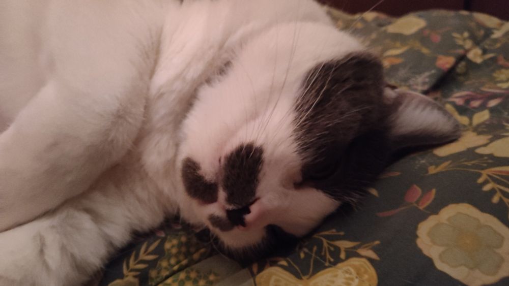 A grey and white cat is laying on a dark teal/grey blanket. The photo is mainly of her head and chest, and she's laying with the top of her head touching the blanket. Her paws are curled up somewhat. Her grey markings around her nose give the impression of a moustache and goatee.