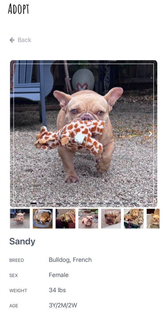 Sandy a beige Frenchie with a toy giraffe 