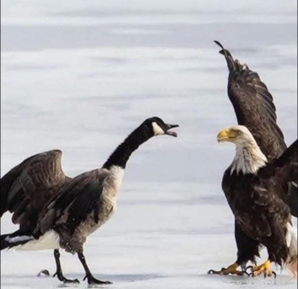 A Canada goose squares up against an eagle 