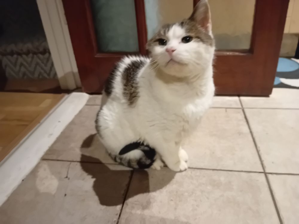 My late stray cat Deebs standing on some floor tiles with his little tail curled up beside him, he looks attentive and polite