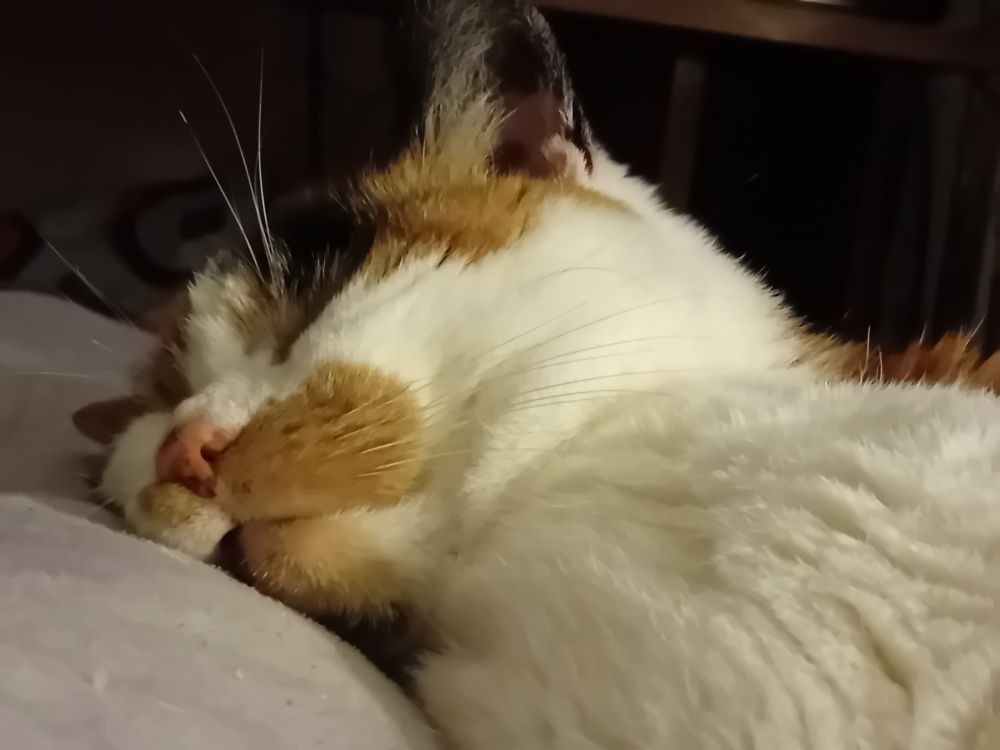 Close up of my calico cat Callie with her face completely smooshed into a blanket, she's VERY comfy