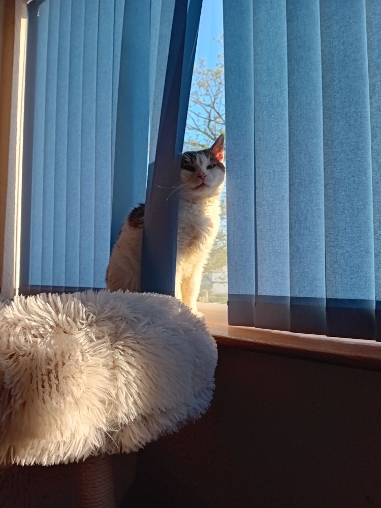 My late stray Deebs standing on a windowsill behind some blue blinds on a sunny day, looking quite pleased with himself