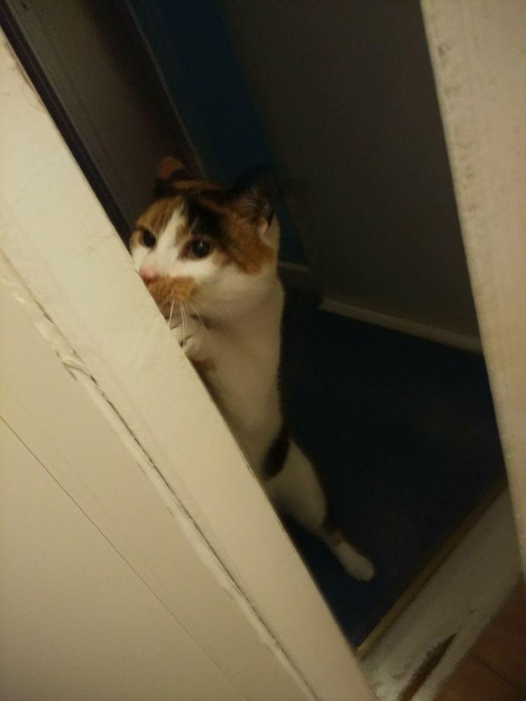 My calico GOBLIN Callie standing in her hind legs peeking around a doorway, I can't believe she's real