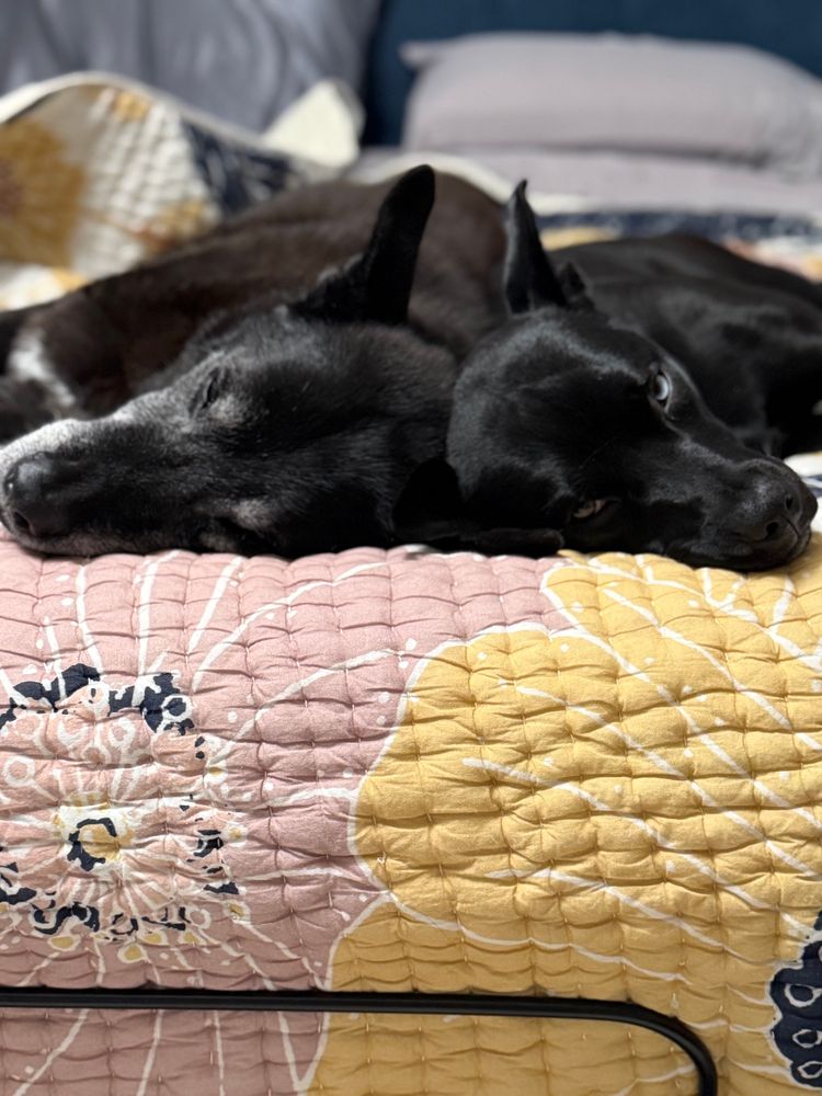 Scout and Ziggy, chilling.