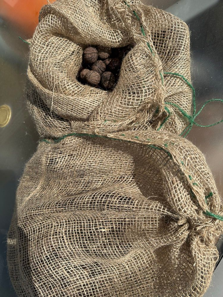 Burlap bags filled with black walnuts.