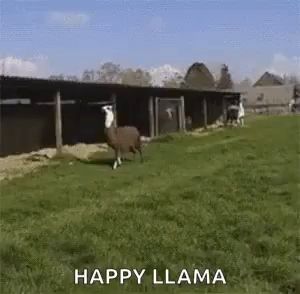 a llama is running in a grassy field in front of a building .