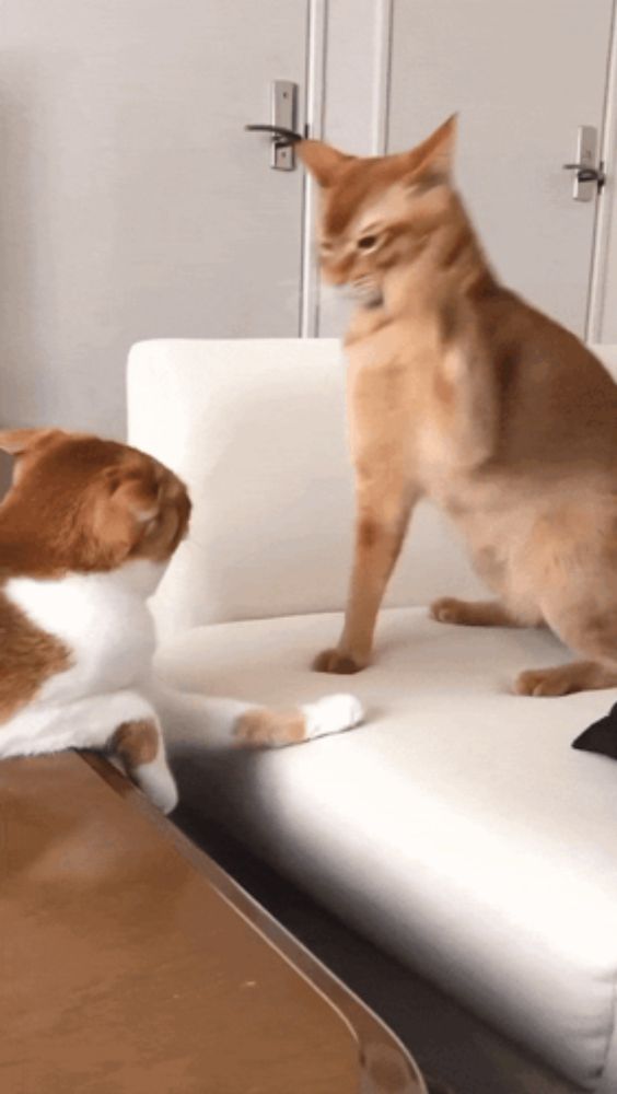 two cats are sitting on a white couch and one is standing on its hind legs