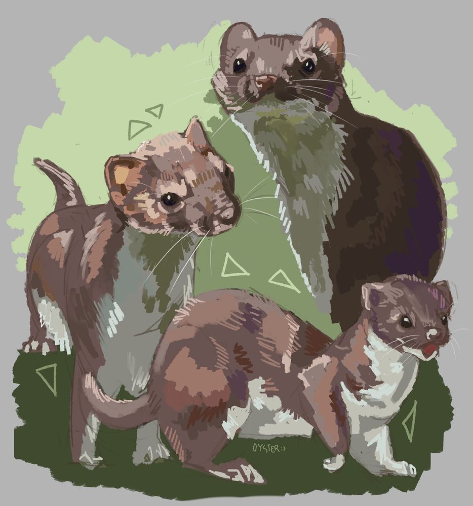Weasels