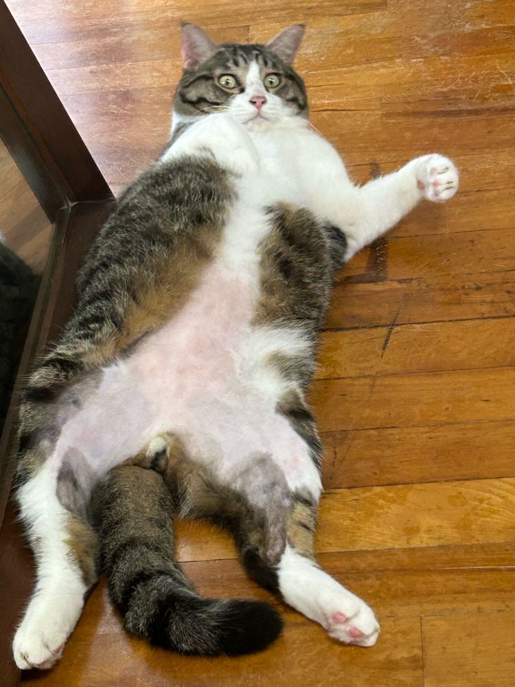 おはようございます！
ドジャース今日も勝つかな？

#山本由伸頑張れ〜