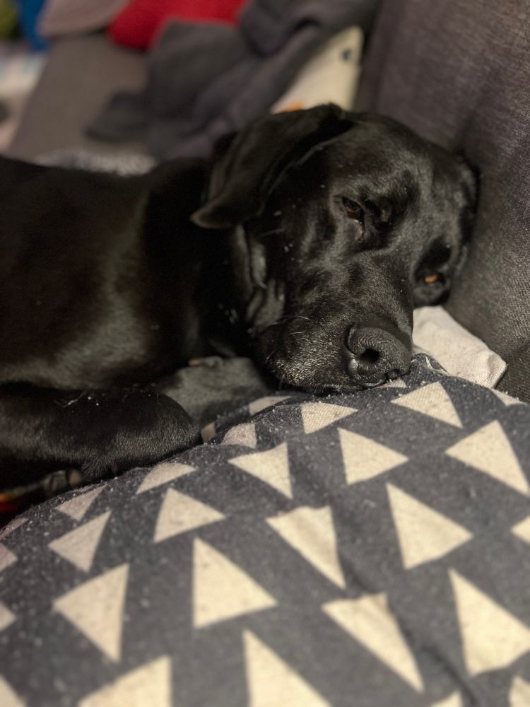 A black, sleepy dog looks cozy on the couch laying his head on a black and white pillow 