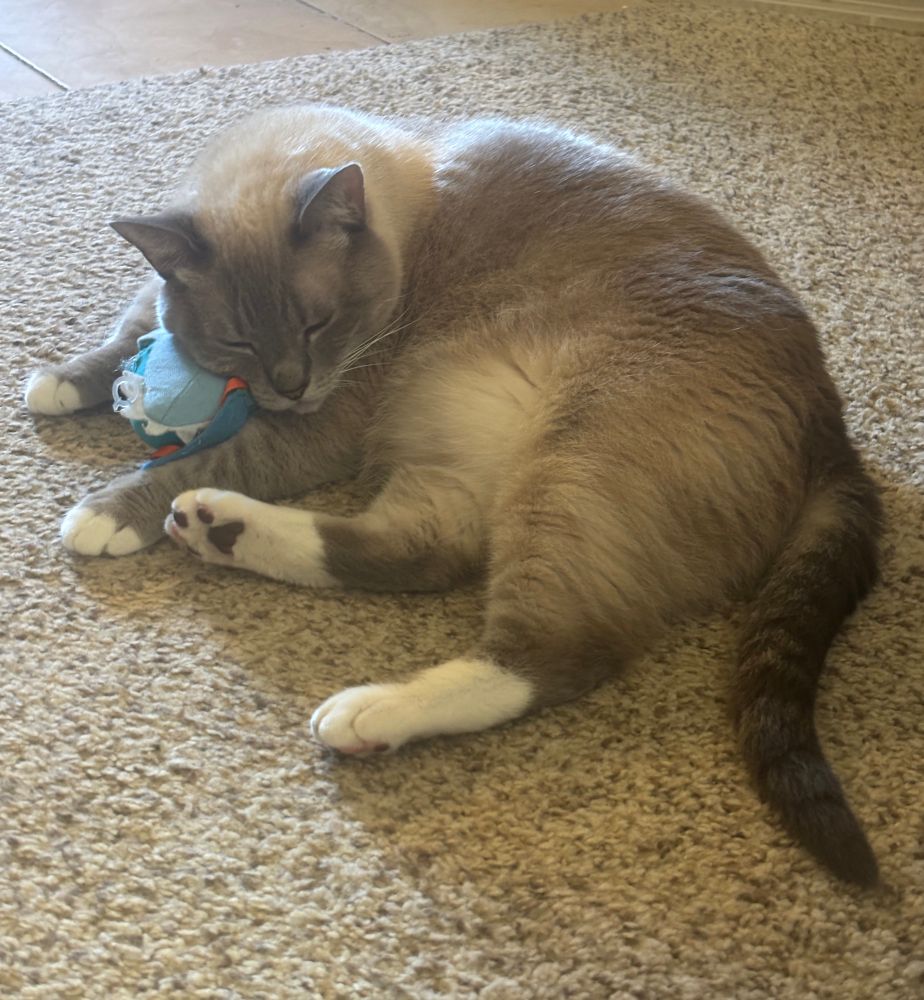 Jiabber, a lilac siamese cat, sleeps cuddled up on top of his favorite toy: a plush shark