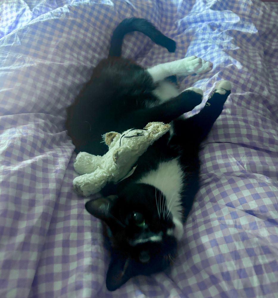 Gorgonzola, a chubby tuxedo cat, looks up sweetly at the camera. He is belly up on a purple gingham blanket with a little stuffed bunny on his shoulder