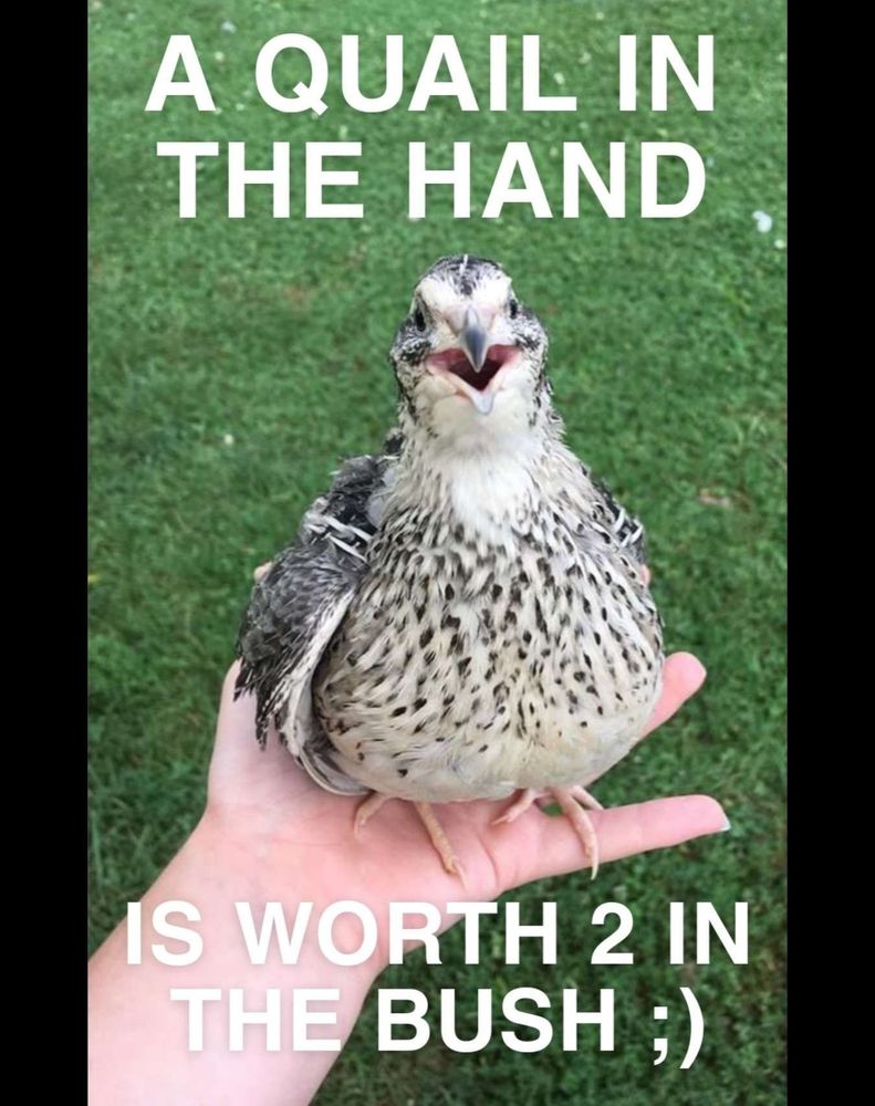 Picture of a quail - in thick white letters it says "a quail in the hand is worth 2 in the bush" 