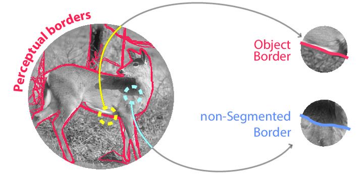 Natural image showing perceptual borders