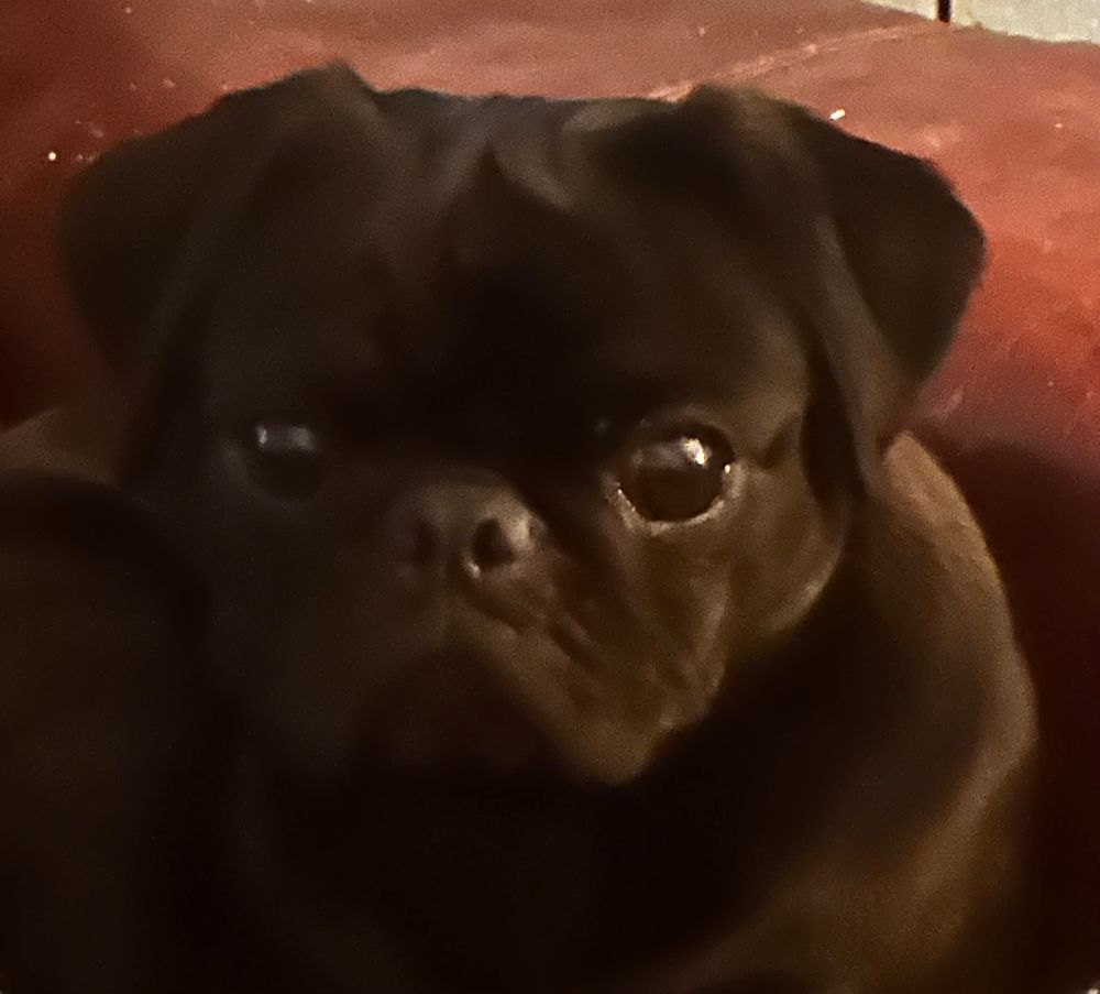 #pipthepug #puglife #pugsoftheimterunet