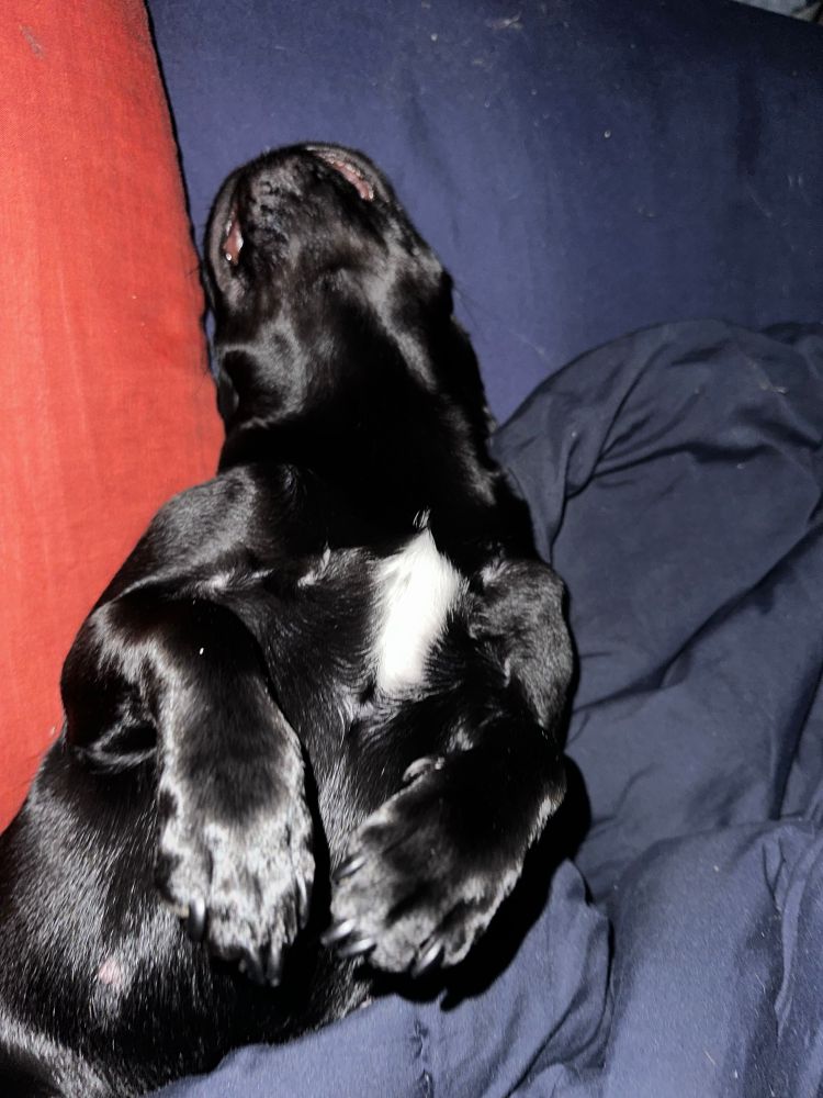 Tired out after doggy play date