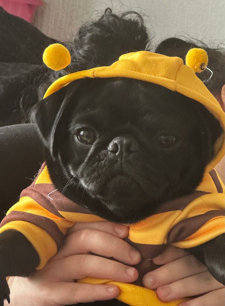 Dress up day
