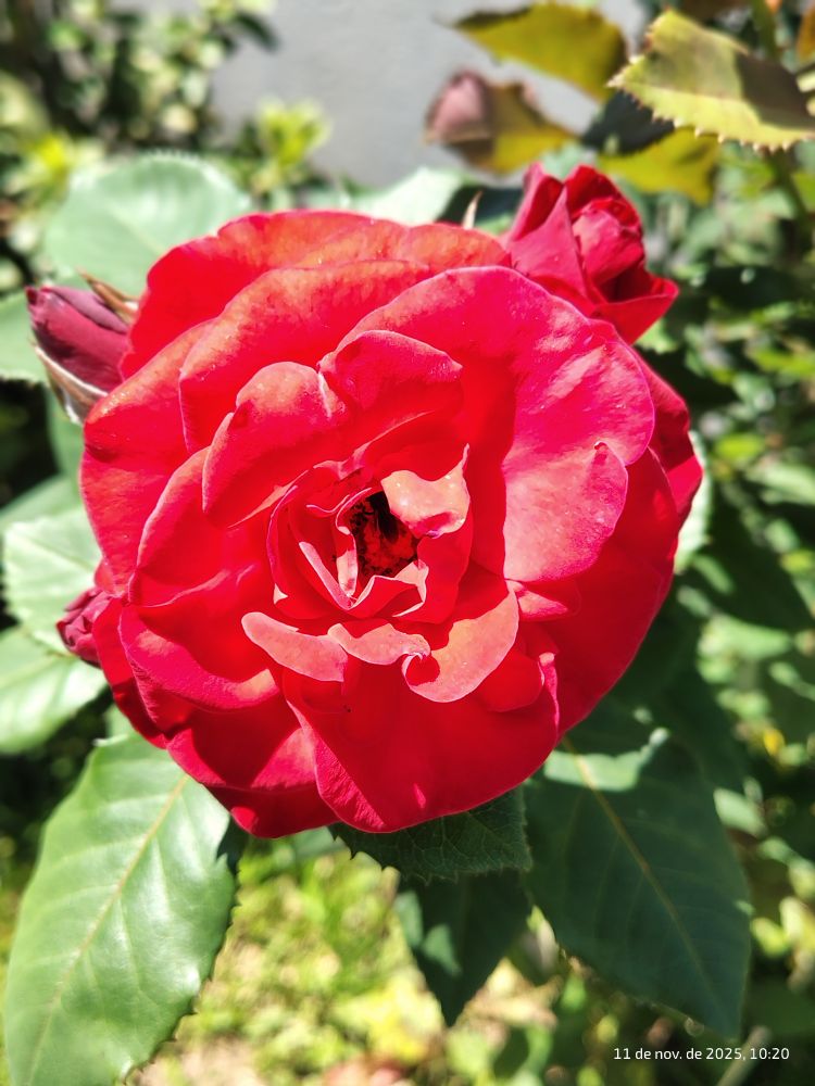 rosa vermelha com três botões ainda fechados no mesmo cacho
