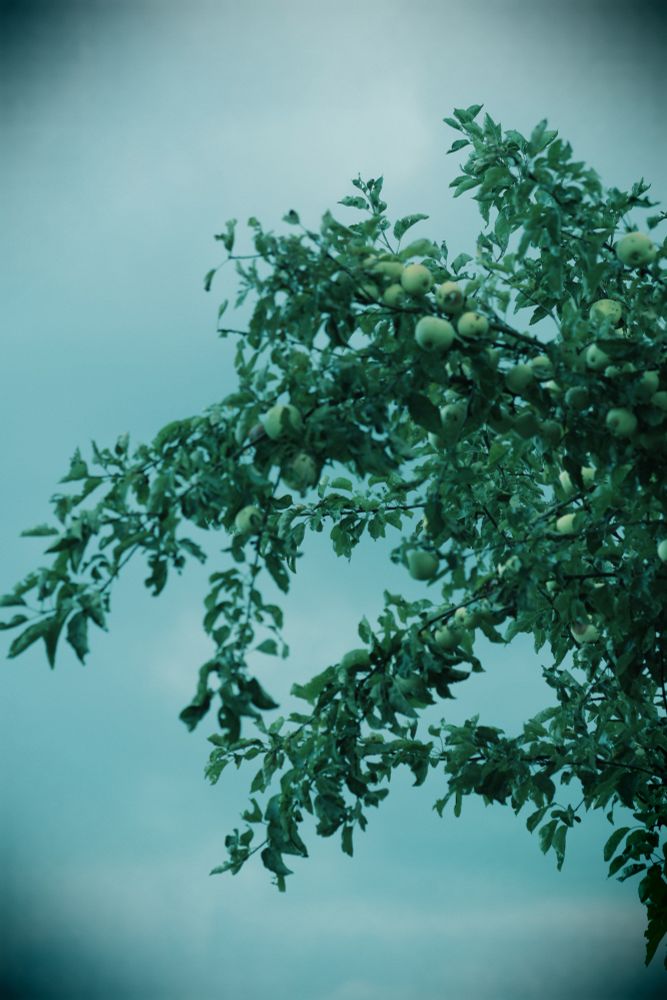 🇩🇪 Grüne Äpfel am Baum, grauer Himmel, schwarze Vignette 
🇬🇧 green Apple hanging on the Tree, moody with black Vignette