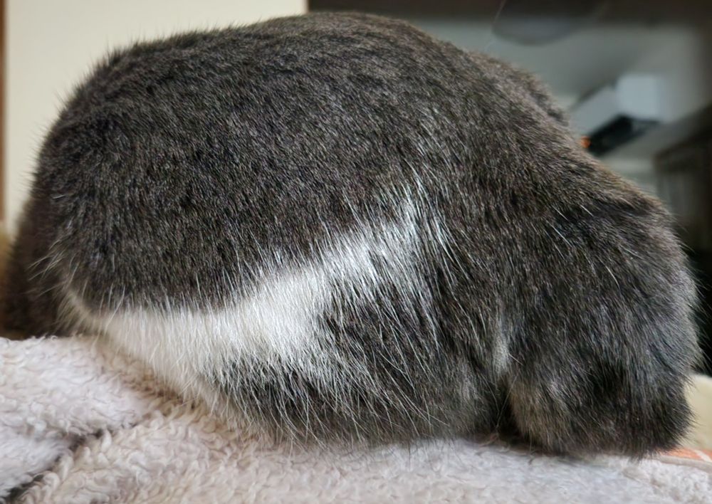 視界にいっぱいの猫の尻の写真