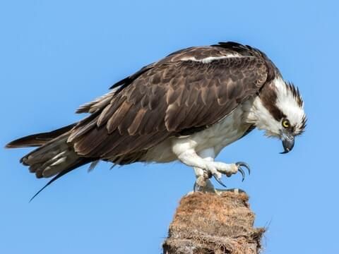 Osprey, it has sharp talons and beak
