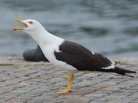 Lesser Black-backed Gull, shouting on a dock