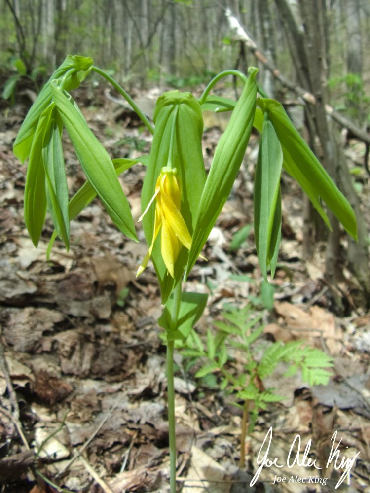 Largeflower bellwort in bloom with a central flower with symmetrically branched stems arching on each side in an "M" shape 