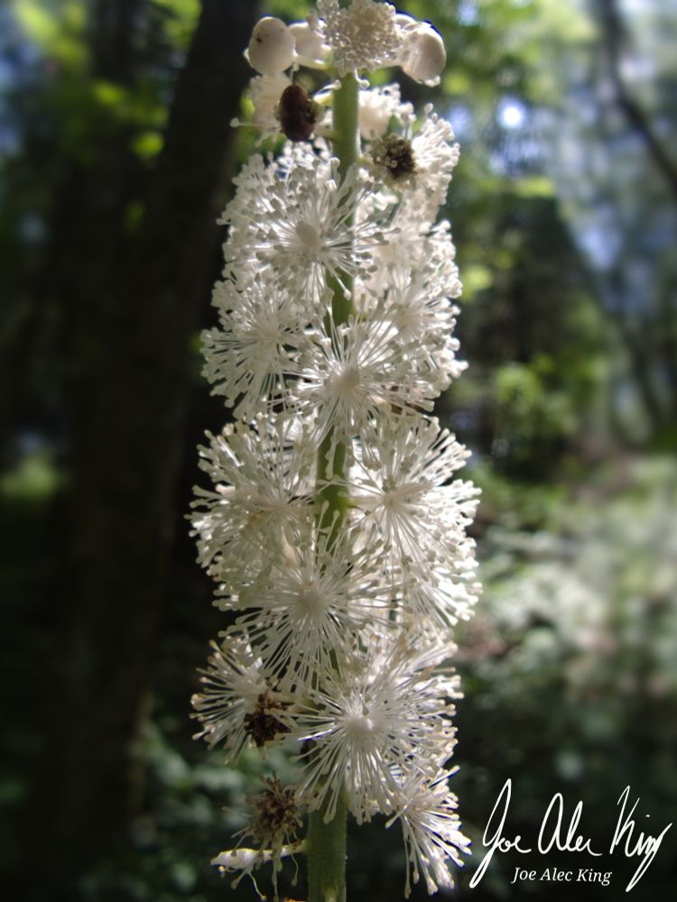 Black cohosh plume with bright white blooms backlit in a forest 