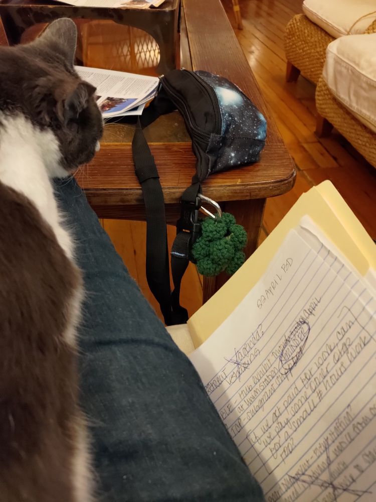 Grey and white cat sprawled out on a denim clad leg, clearly thinking evil about a crocheted broccoli on a caribiner attached to a galaxy print fanny pack. 