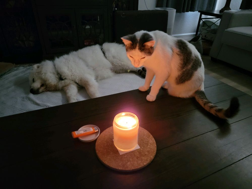 A white cat with grey tabby spots surrounding his ears stares deeply into a lit candle on a wood coffee table. Behind him is a giant fur rug -- or, rather, a sleeping Great Pyranees dog.