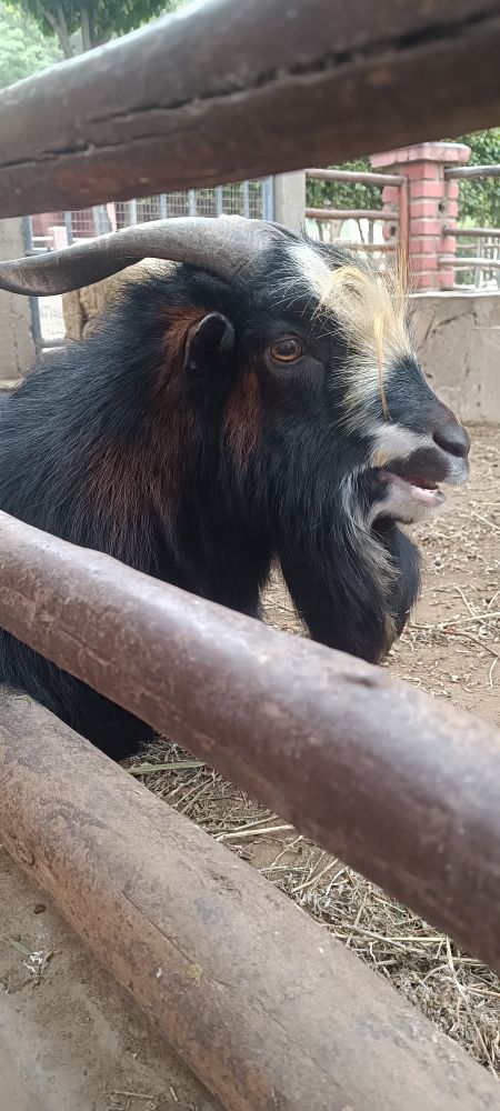 Chivo negro en un establo
