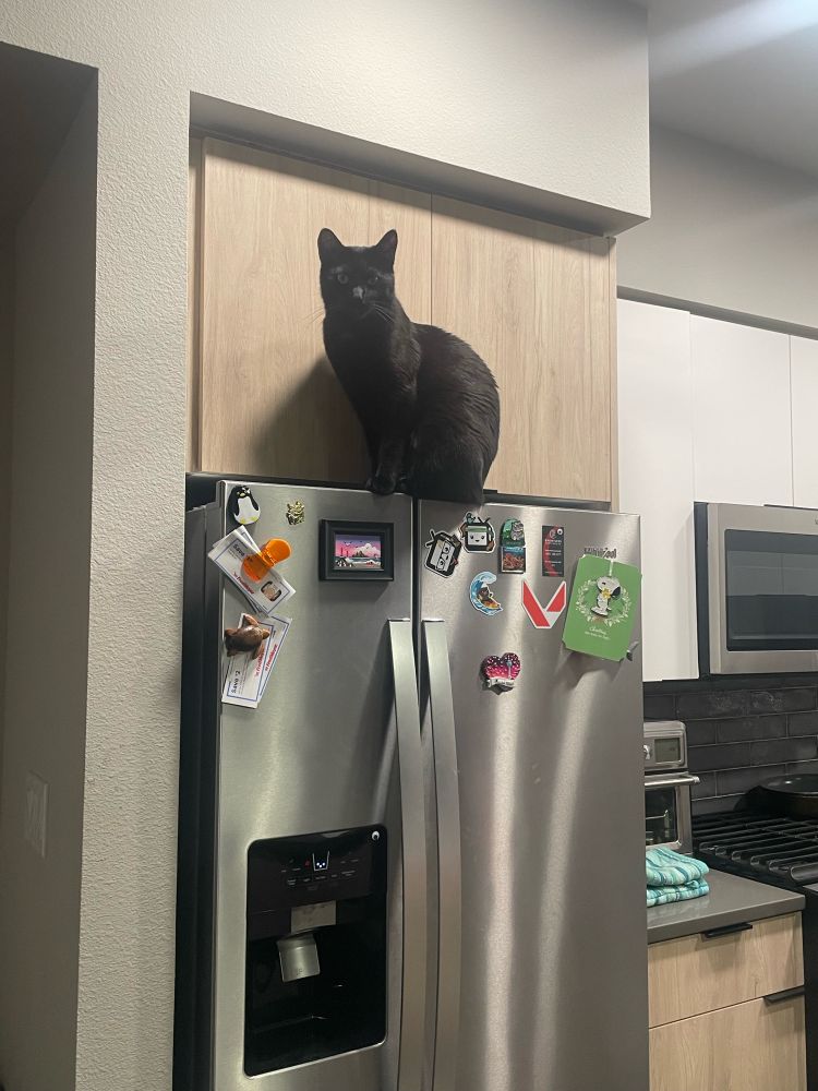 Cat sitting on top of refrigerator with no clear way of getting up there. 