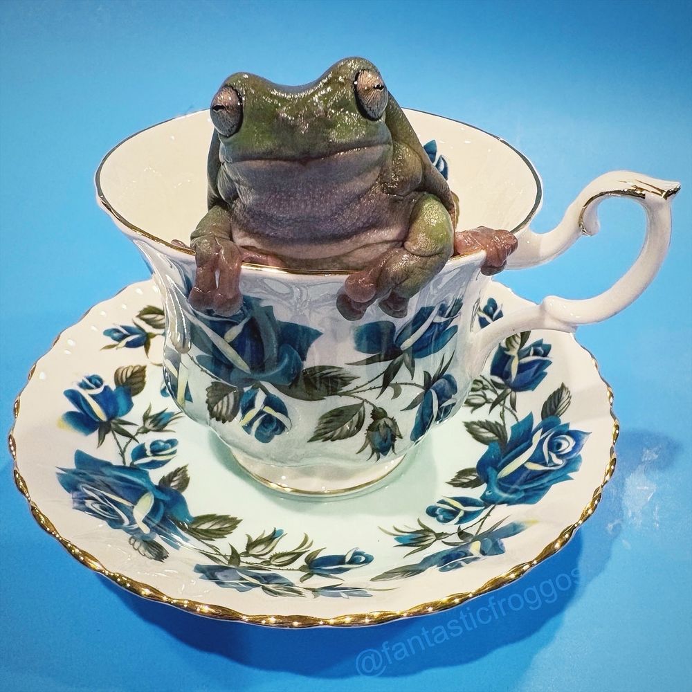 Oliver the White’s treefrog, sits in a teacup. Look at his little face. He’s is wondering wtf is going on. If this is the apocalypse, where is the plague of locusts? He’s hungry and bugs are tasty to him. 