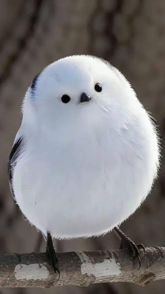 Snow fairy bird on a branch