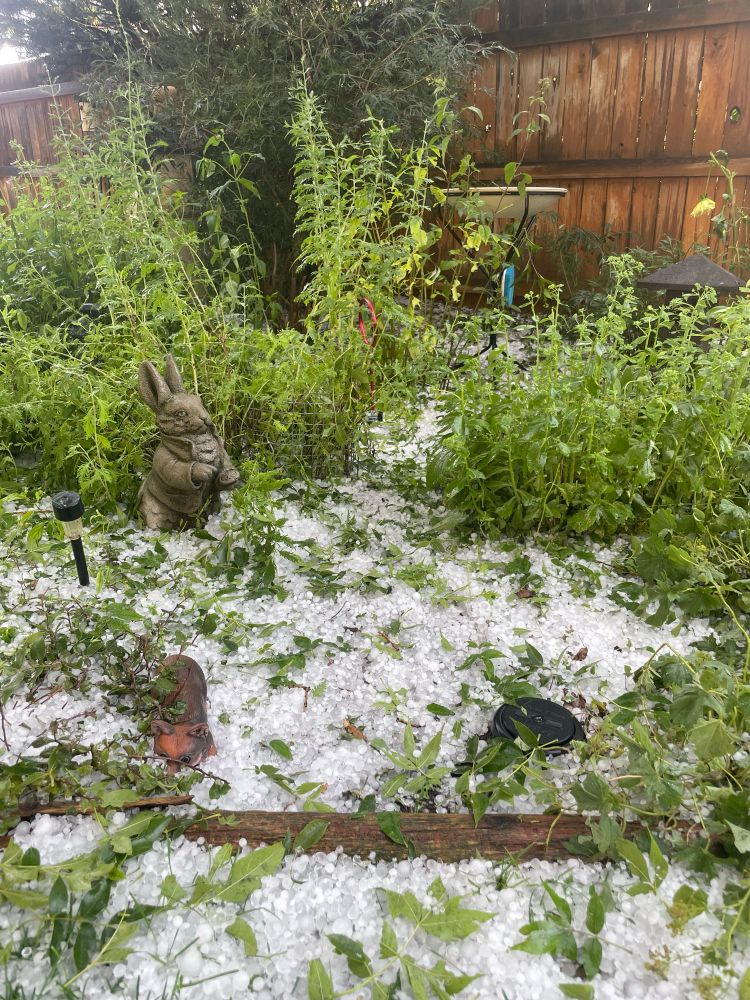 Flower garden stripped of flowers and leaves by hail