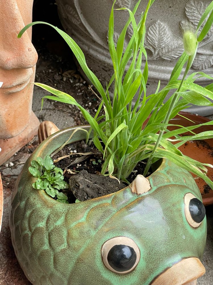 A grayish brown toad popping its head out of a green planter shaped like a fish 