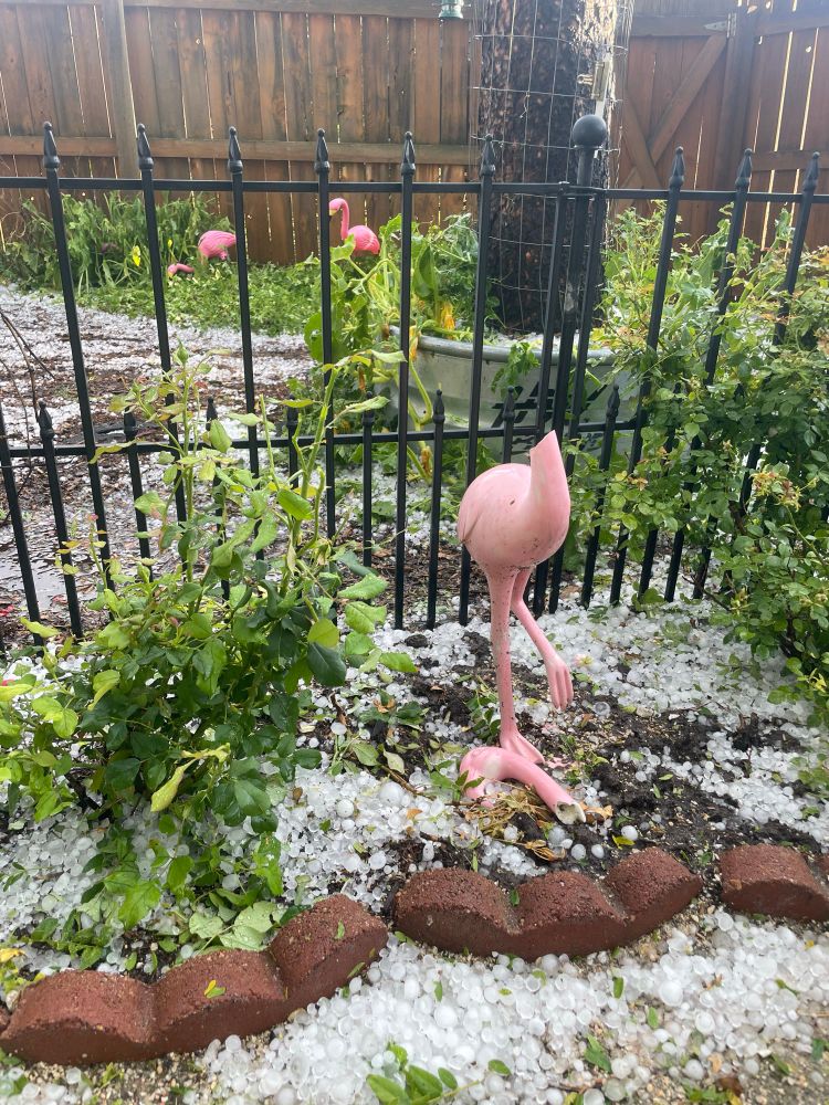 Rose bed filled with hailstones, with a broken flamingo statue