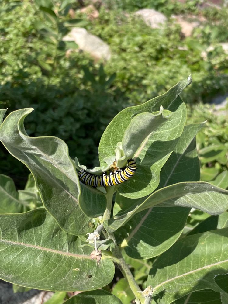Large yellow, black and white stripes monarch caterpillar eating some milkweed