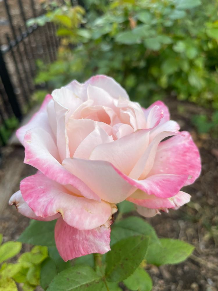 April in Paris. A white rose with rosy pink petal tips. Has a lovely rosy, slightly citrusy fragrance. 