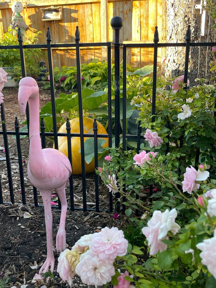 A pumpkin growing behind a black iron fence. In front of the fence is a pink rose bush and a repaired pink flamingo statue