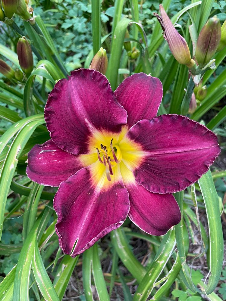 Deep purple Bela Lugosi daylily