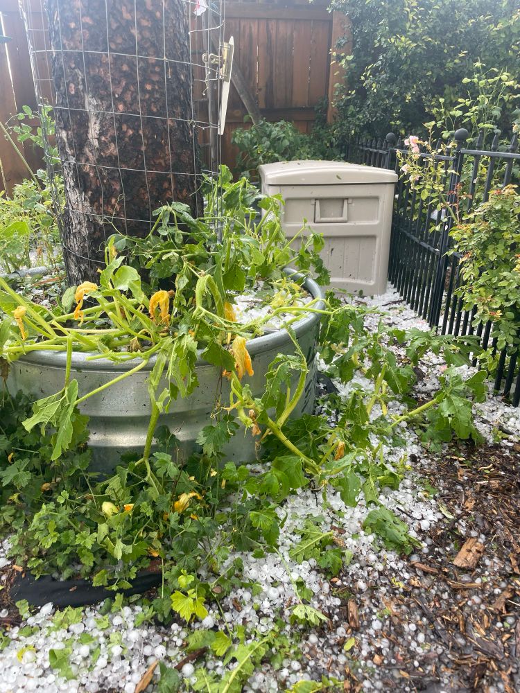Pumpkin plants decimated by hail. 