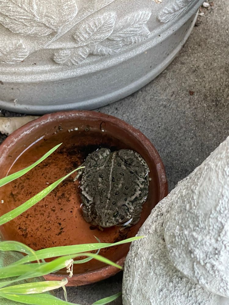 A fat toad bathing in a terra cotta saucer filled with water