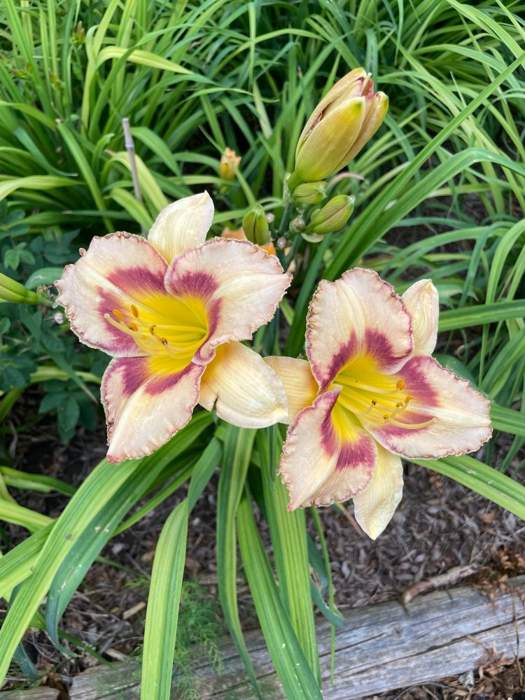 A pair of twin daylilies with cream petals, and a bright yellow center surrounded by a maroon ring. 