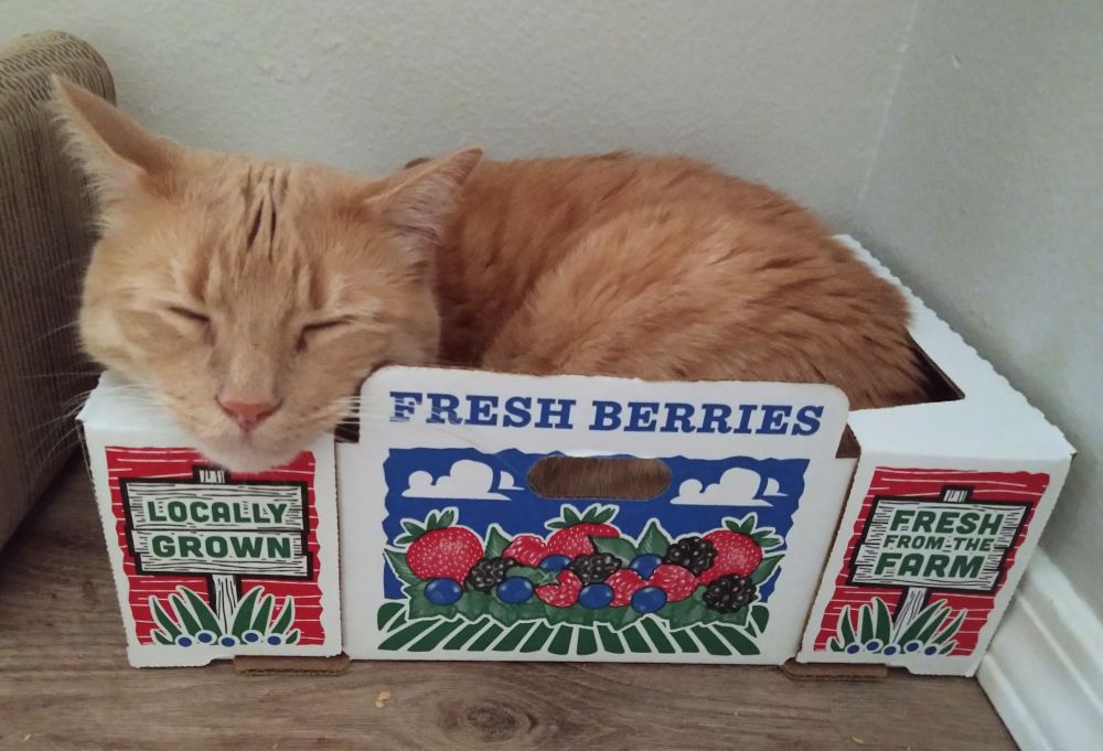 My orange tabby cat sleeping in a cardboard box printed with image of mixed berries and text "locally grown / fresh berries / fresh from the farm"