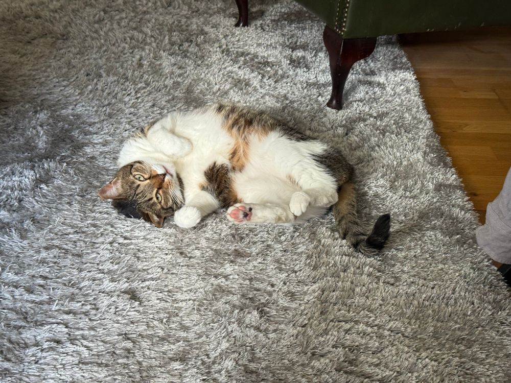 A relaxed cat lies on a fluffy gray rug, showing its belly and paws, with an inquisitive expression.