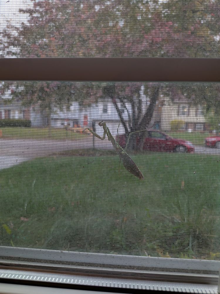 A praying mantis hanging on a window screen.